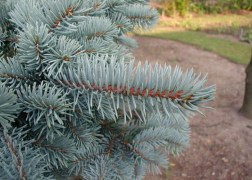 Picea Pungens Glauca / Ezüstfenyő